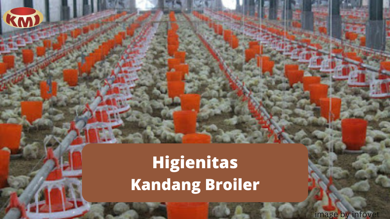 Pentingnya Higienitas Kandang Pada Pemeliharaan Broiler